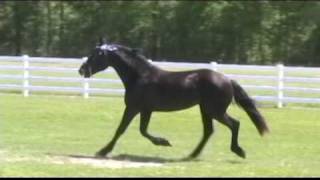 Dream Dressage 2yo Solid Black Warlander Stallion For Sale [upl. by Ahsahs]