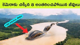 Top 8 Extinct animals  creatures before dinosaurs  interesting facts in Telugu  bmc facts Telugu [upl. by Roldan]