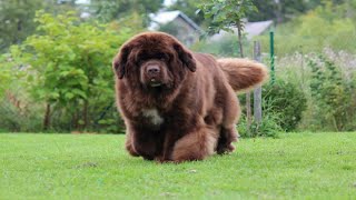 Facts About Newfoundland dog 2024  brown newfoundland dog [upl. by Atsyrt456]