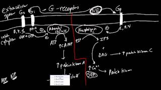 Receptors Made Simple Adrenergic Cholinergic and G Protein Basics [upl. by Novej89]