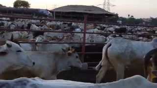 Mataji Goshala  A heaven for cows in Barsana India Maan Mandir Seva Sansthan [upl. by Bever]