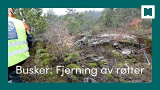 Bekjempe fremmede busker ved å fjerne røtter [upl. by Lesh]