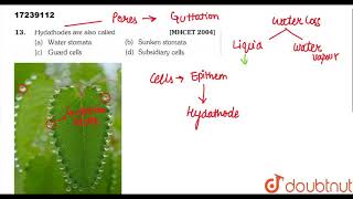 Hydathodes are also called [upl. by Charie144]