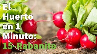 Como Plantar Rabanitos Paso a Paso con Éxito 👩‍🌾👨‍🌾 Huerto Urbano en 1 minuto [upl. by Ahsinrac]