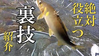 鮎釣り 管理泳がせで釣る和歌山県日置川 [upl. by Auhesoj]