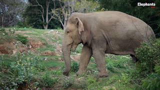 THE AMAZING STORY OF THE ELEPHANT Flood Plains National Park Elephant soul [upl. by Audrye]