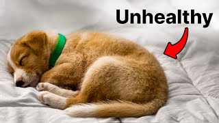 The Secret Meaning Behind Your Dogs Sleep Position  Explained [upl. by Waddle]