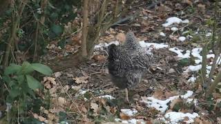 Une Poule qui cherche a manger [upl. by Muldon]