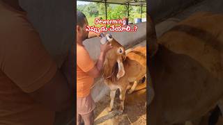 Deworming ఎప్పుడు చేయాలి Dewarming ఎందుకు చేయాలి dairyfarm gircow deworming desicow [upl. by Bloch]