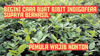 Cara Membuat Bibit Indigofera Supaya Berhasil dan Cepat Tumbuh [upl. by Burwell]