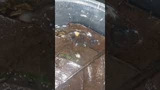 Dart frogs eggy update frog dartfrog egg nature [upl. by Eiveneg190]