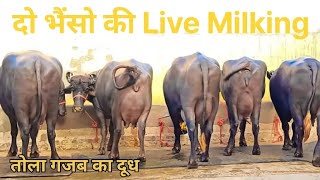 दोनो भैंस ने तोला गजब का दूध 1st Live MilkingEvening TimeNajender Fouji Rawari [upl. by Nosam]