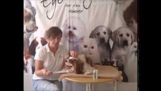 How to Use On The Nose Therapy Balm  Dogs and Cats [upl. by Zoilla]