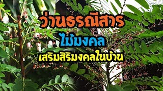 ว่านธรณีสาร ไม้มงคล เสริมสิริมงคลในบ้าน  เปิดโลกออนไลน์ Ep84  Aranya Channel [upl. by Juanne40]