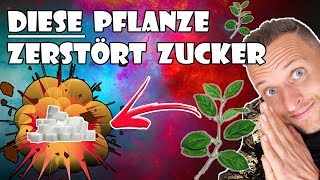 ForschungDiese Pflanze zerstört förmlich Zucker [upl. by Ahsiyt298]