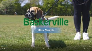 New Baskerville Ultra Muzzle How to Use and Fit [upl. by Ociral]