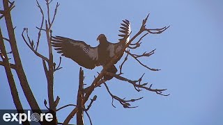 Big Sur Condor Roost powered by EXPLOREorg [upl. by Halian953]