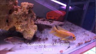 Sciaenochromis Ahli Gold  NEW [upl. by Naiviv]