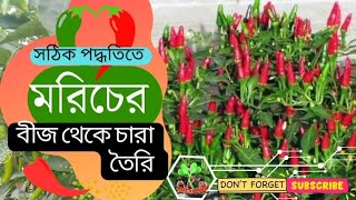 মরিচের বীজ থেকে চারা তৈরি। লঙ্কা চারা তৈরি How to grow Chilli from [upl. by Nitfa]