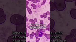 Neutrophils under the microscope [upl. by Naga]