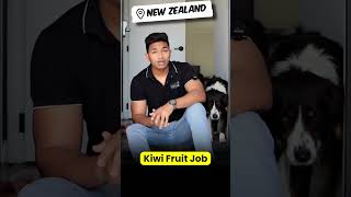 Kiwi Fruit Job In summer  New Zealand Student Life  Parttime Job  BM Maniya  New Zealand Vlogs [upl. by Retluoc]