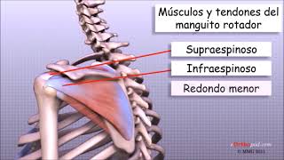 Anatomia de los tendones del hombro [upl. by Slotnick]