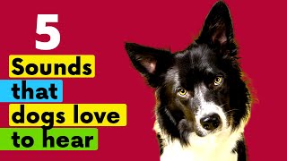 5 Sounds that Dogs LOVE to Hear the Most [upl. by Jobey]