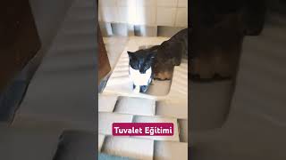 ARTIK KEDİ KUMU TEMİZLEMEK YOKKedilerim Tuvalete Gitmeyi Ne Kadar Sürede Öğrendituvaleteğitimi [upl. by Merce732]