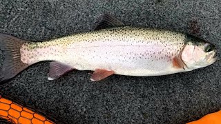 TROUT FISHING A OLD MINE PIT  RAINBOW TROUT [upl. by Cowden]