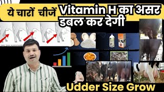 ये तीनों चीजें Vitamin H का असर डबल कर देगी 💪🏻Cow Buffalo udder badhane ka tarika [upl. by Annawek]