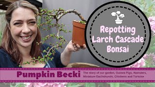 Bonsai Repotting Season  Japanese Larch Cascade [upl. by Leesen]