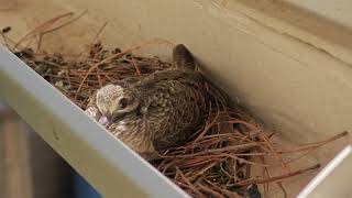 Time to Fly August 2024 Mourning Dove Nest 5 [upl. by Acsehcnarf245]