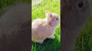 How cute is this Netherland Dwarf rabbit [upl. by Fish]