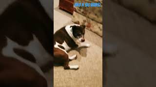 Blaze and pebble getting down Trying to push to 50 subs for lives bully staffy dog playing [upl. by Zap]