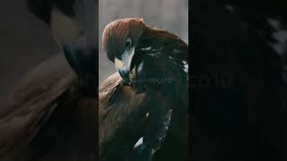 Caçada Implacável🦅😱 animals animaisselvagens mundoanimal animaisemfoco10 [upl. by Aisek412]