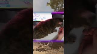 Gamers with Cats Be Like [upl. by Hoagland846]