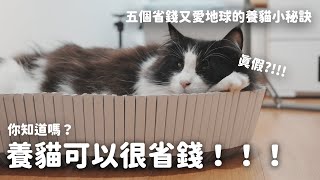 養貓可以很省錢！五個省錢又愛地球的養貓小秘訣 ftKATRIS EP118 [upl. by Eddra607]