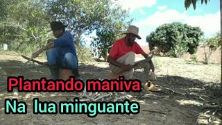 plantando maniva na lua minguante [upl. by Anrev]