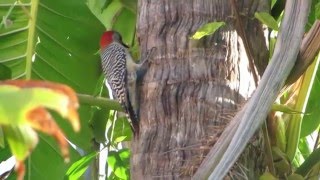 The Woody Woodpecker Show in our yard [upl. by Enilatan123]