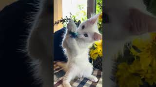 Anger White Maine Coon Female Kitten Available Now  Purebred Kitties [upl. by Merry]