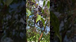 Alaskan Chokecherry 🌳 [upl. by Zollie580]