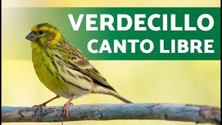 CANTO del VERDECILLO MACHO en LIBERTAD 🟡 [upl. by Sollows]