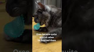 🐱 Cats vs Toss N’ Flip Chips 🐈  We tested 10 bad cat toys  check out number 5 [upl. by Murielle727]