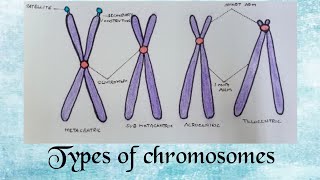 How to draw TYPES OF CHROMOSOMES easily  Class 11 Biology [upl. by Lleryd272]