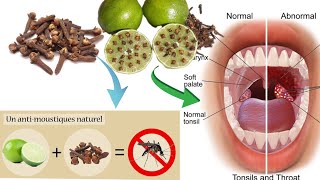 5 Bienfait du clou de girofle amp du citron [upl. by Files]