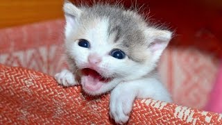 Kittens Meowing  A Cats Meowing Compilation  NEW HD [upl. by Cassady]