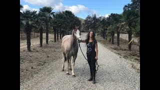 Von quotunberührbarquot zur Freiarbeit  Taming a wild horse California [upl. by Luapnaej]