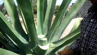 Capado de Maguey para Obtencion de Aguamiel [upl. by Ahen]