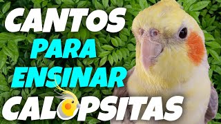 CANTOS para ensinar CALOPSITAS Alguns CANTOS que as CALOPSITAS gostam e aprendem facilmente 🎶🦜 [upl. by Allyn]