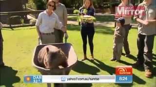 Worlds oldest wombat becomes internet sensation after celebrating 29th birthday HIGH [upl. by Lorien401]